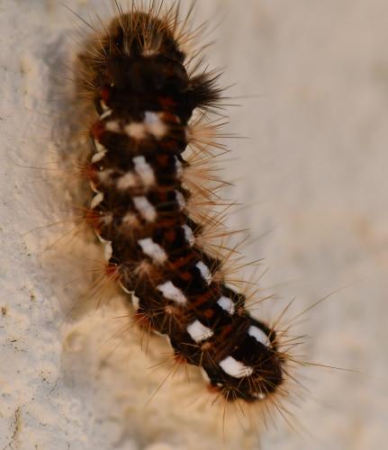 Réf. 291 468 : Acronicta rumicis